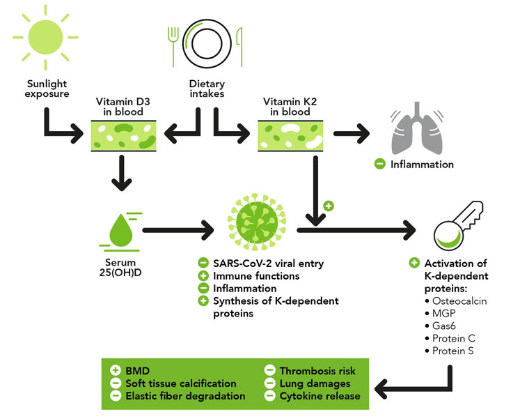 How vitamin K2 and D3 work together.